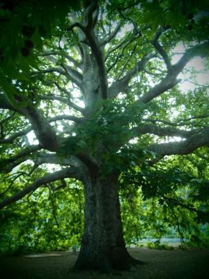 Прикрепленное изображение: P8260126.JPG